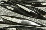 Polished Fossil Orthoceras (Cephalopod) Plate - Morocco #372670-1